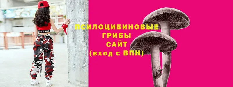 Псилоцибиновые грибы Cubensis  где найти   Красноармейск 